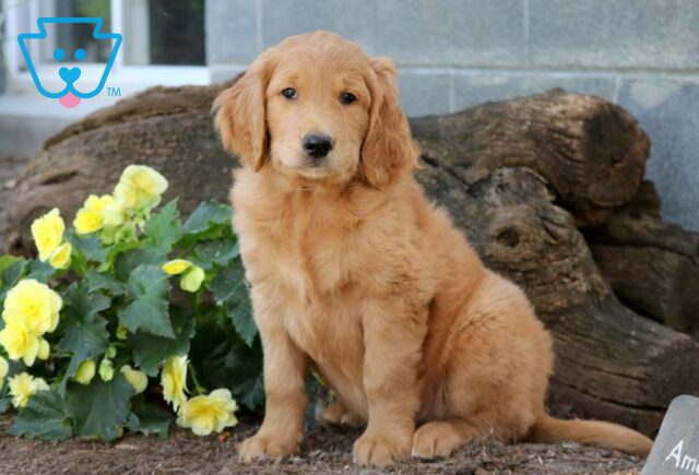 Randy Goldendoodle image