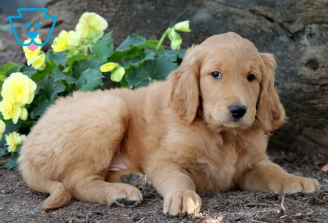Randy Goldendoodle2 image