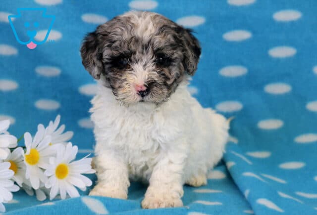 Ranger Bichpoo image