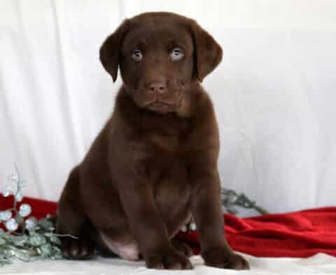 Ranger Choc Lab