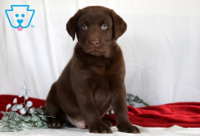 Ranger Choc Lab image