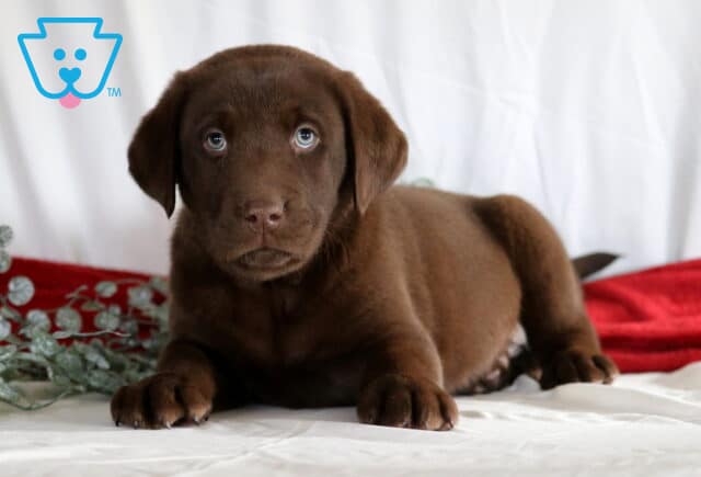Ranger Choc Lab2 image