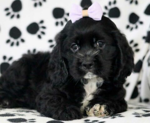 Ranger Cocker Spaniel2
