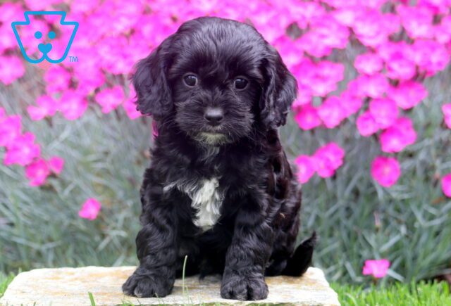 Rasco Cavapoo 1-001