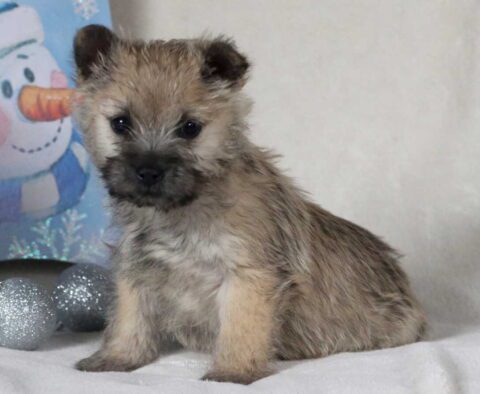 Raspberry Cairn Terrier