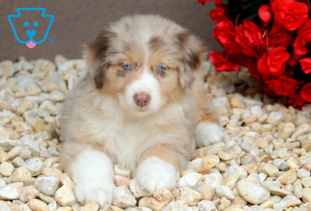 Ray Australian Shepherd