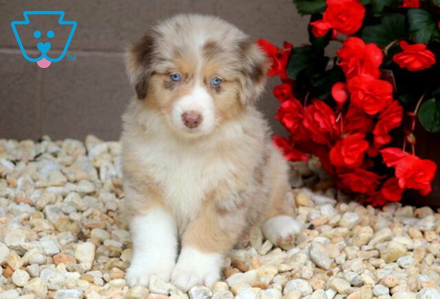 Ray Australian Shepherd2