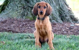 Redbone Coonhound Mix
