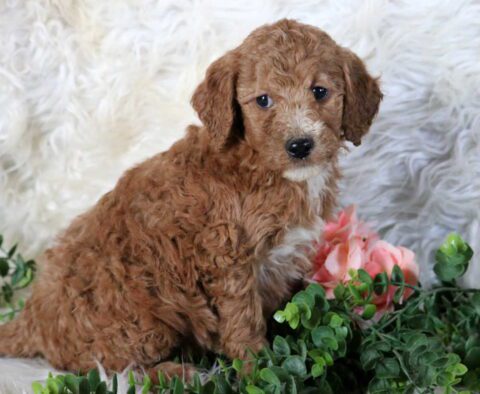 Reece Mini Poodle