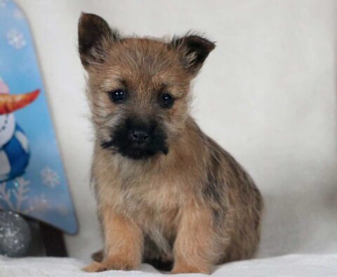 Reeese Cairn Terrier