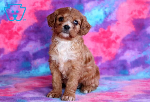 Reese Cavapoo image