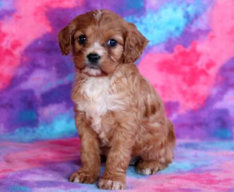 Reese Cavapoo2