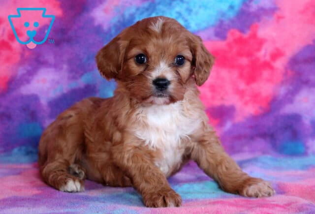 Reese Cavapoo3 image