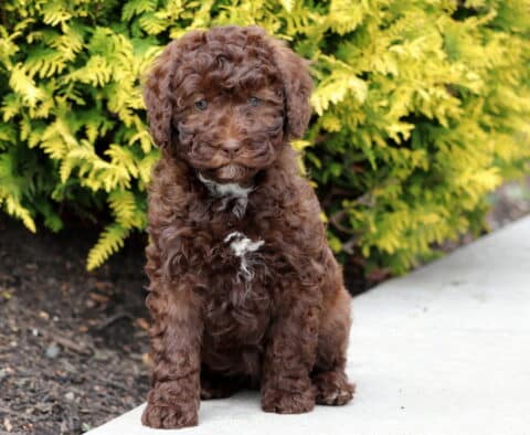 Reese Mini Bernedoodle