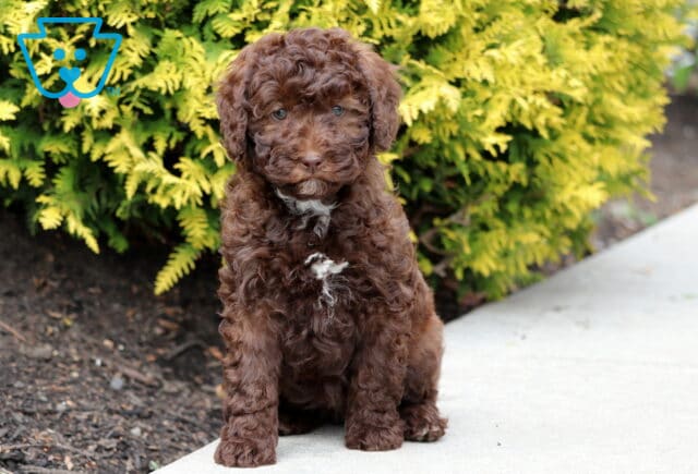 Reese Mini Bernedoodle image