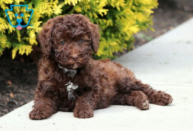 Reese Mini Bernedoodle2 image