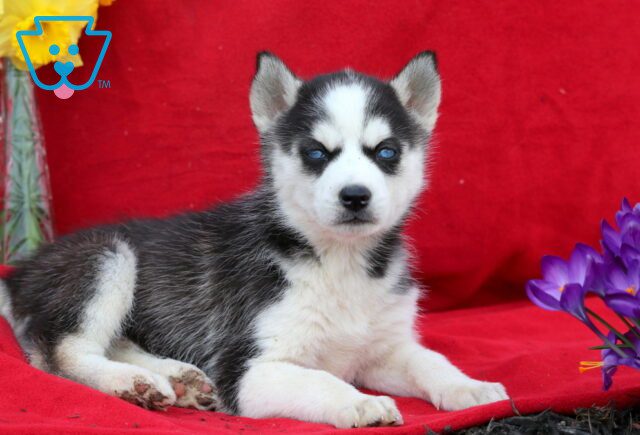 Reese Siberian Husky 1-001