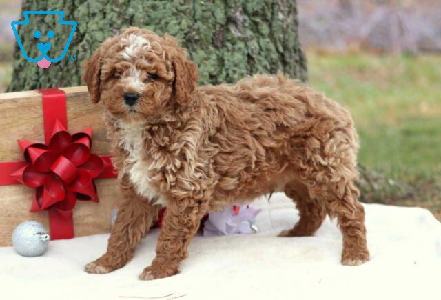 Reggie Cockapoo image