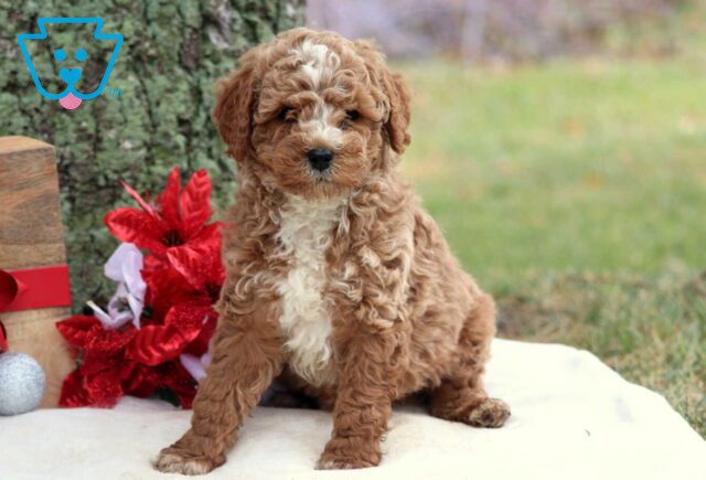Reggie Cockapoo2 image
