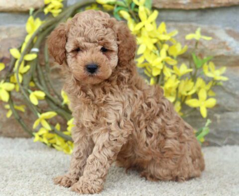 Reggie toy Poodle