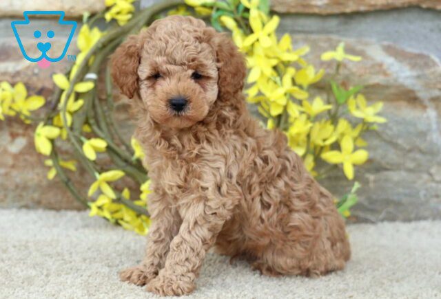 Reggie toy Poodle image