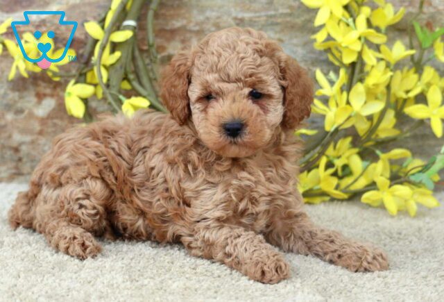 Reggie toy Poodle2 image