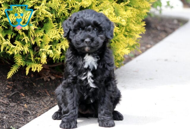Remi Mini Bernedoodle image