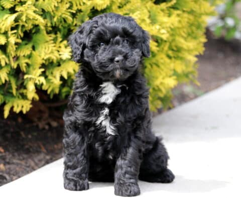 Remi Mini Bernedoodle2