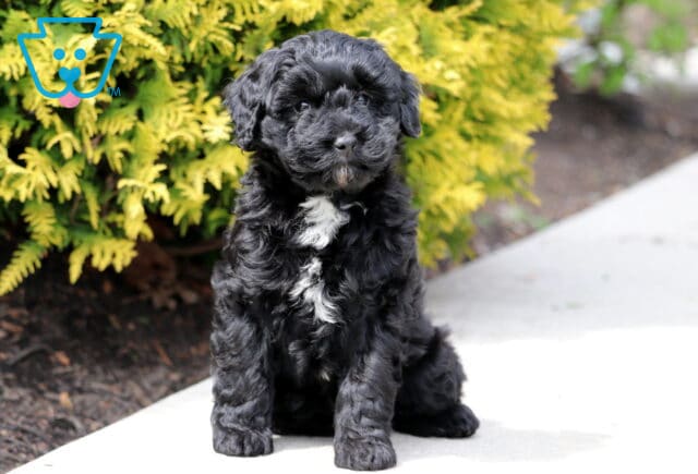 Remi Mini Bernedoodle2 image