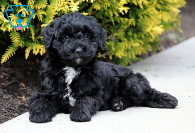 Remi Mini Bernedoodle3 image