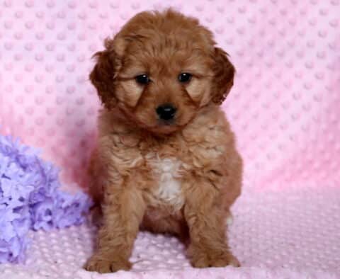 Remi Poodle Mix