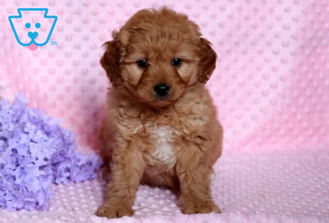 Remi Poodle Mix image