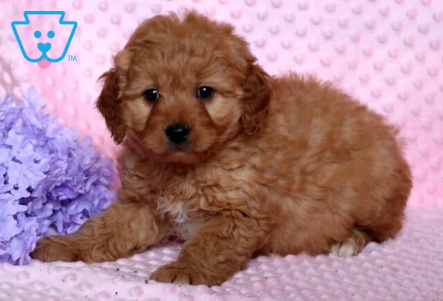 Remi Poodle Mix2 image