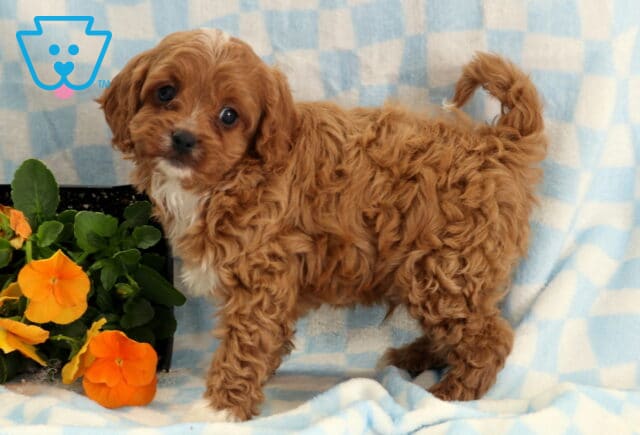 Rex Cavapoo image