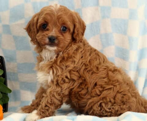 Rex Cavapoo2