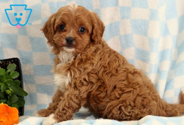 Rex Cavapoo2 image