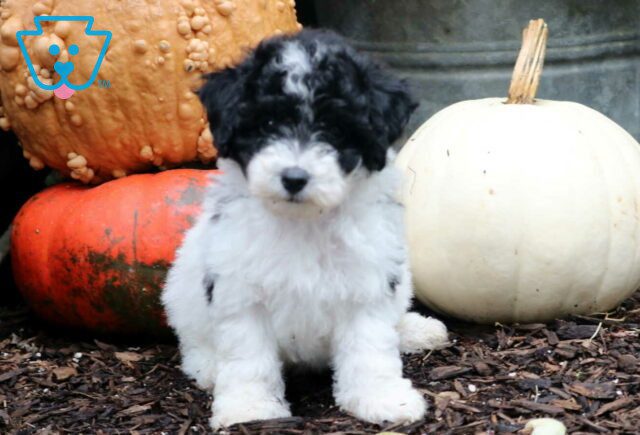 Rex Mini Poodle2 image