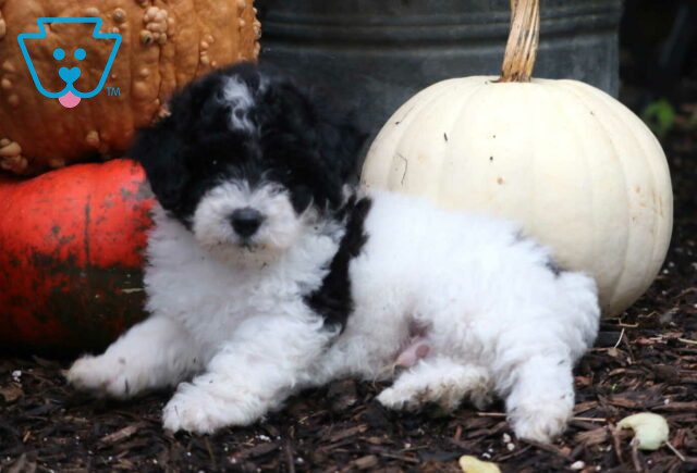 Rex Mini Poodle3 image