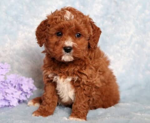 Rex Poodle Mix