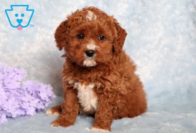 Rex Poodle Mix image