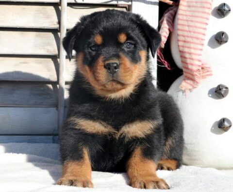 Rex Rottweiler