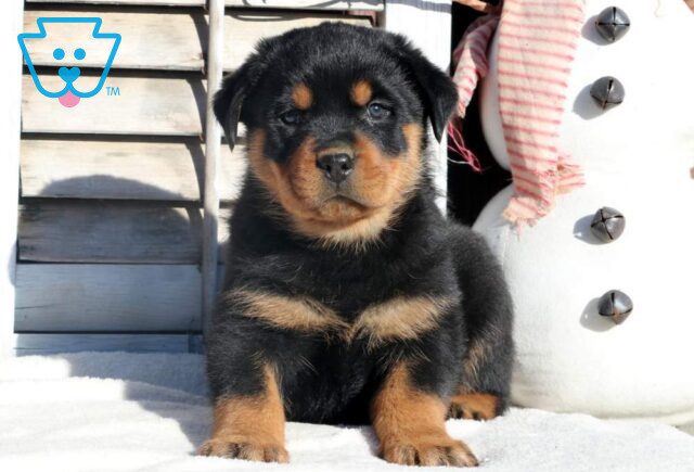 Rex Rottweiler image