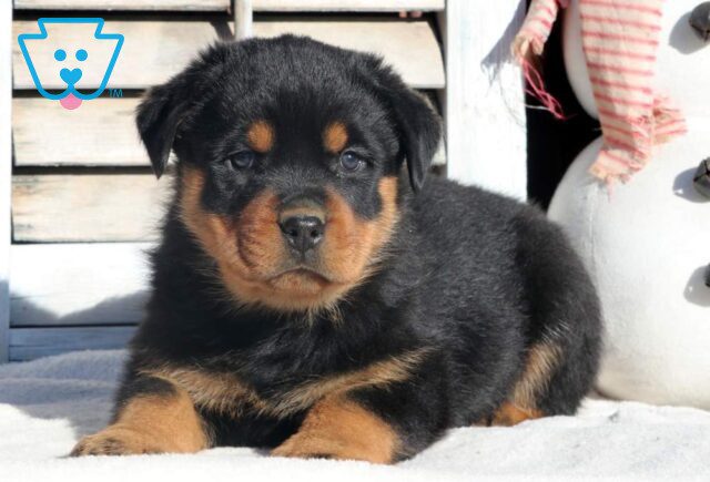 Rex Rottweiler2 image