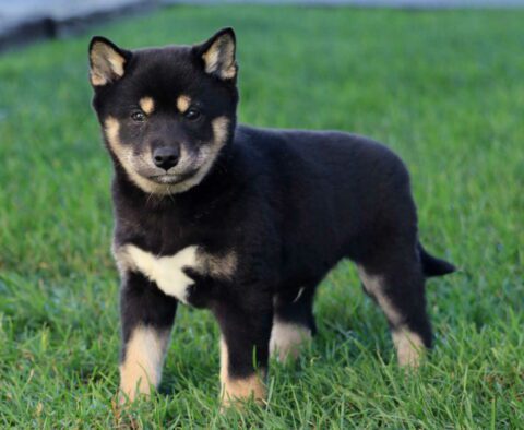 Rex Shiba Inu2