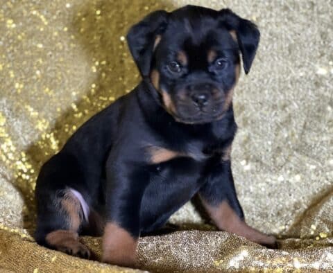 Rhett Mini Rottweiler