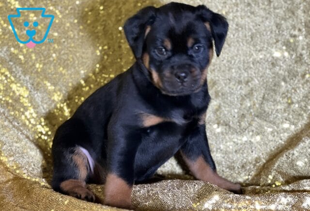 Rhett Mini Rottweiler image