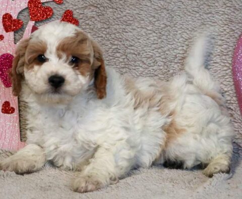 Ringo Poodle Mix