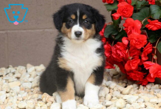 River Australian Shepherd