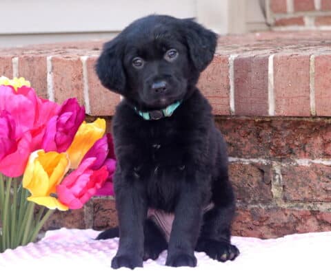 River Border Collie Mix