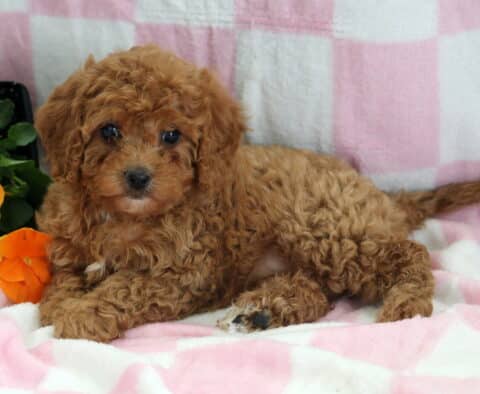River Cavapoo